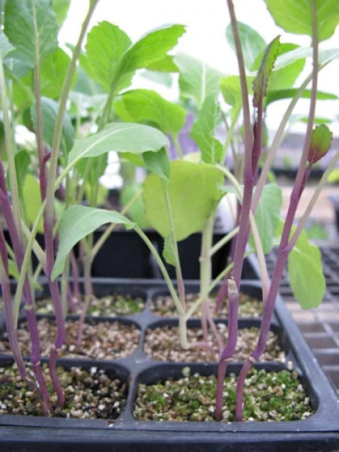 Cauliflower Seedlings (1 Bunch 100 pcs)