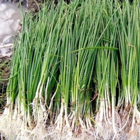 Red Onion Seedlings (1 Bunch 100 pcs)