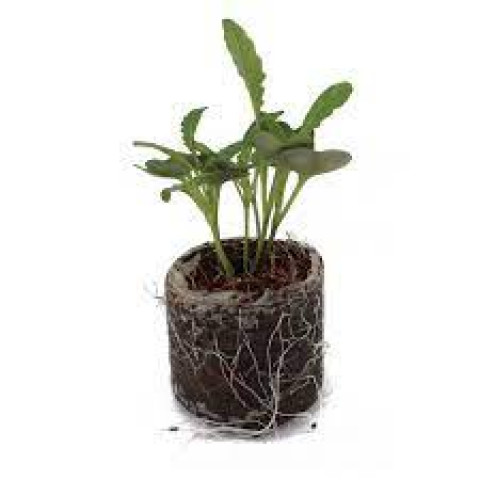 Tam Seedlings (1 Bunch 100 pcs)