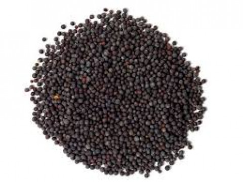 Rai ( Black Mustard Seeds) 